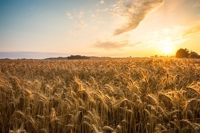 golden ears and field of wheat ready to be harvested. this photo made in hungary