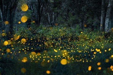 firefly flying in the forest. fireflies in the bush at night in prachinburi thailand. long exposure photo.
