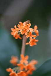 orange osmanthus blooming in a kyoto shrine garden