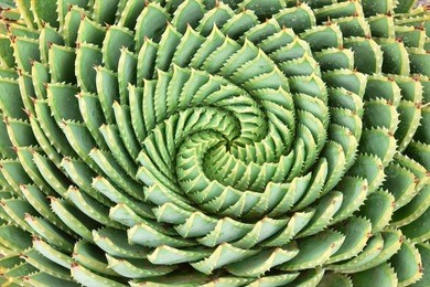 pattern of spiral aloe (aloe polyphylla). 
