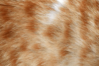 cat fur texture background. ginger and white cat fur texture.