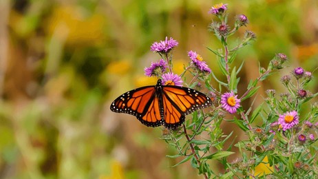 a vibrant monarch butterfly with orange, black, and white wings perches on purple aster flowers, showcasing intricate patterns against a soft, natural background