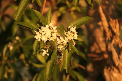 a closeup shot of osmanthus flowers with green foliage in golden sunlight