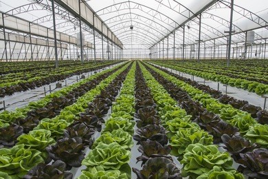 lettuce crops in greenhouse