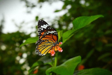 a vibrant plain tiger butterfly (danaus chrysippus) feeding on pink lantana flowers. captured in natural light, the colorful wings contrast beautifully with the lush green background.