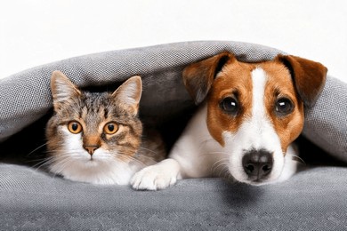 jack russell the dog and the cat look at the camera. portrait of a peaceful dog and cat lying. dog and cat laying on a pillow under a blanket. dog and cat at home. pets friendship

