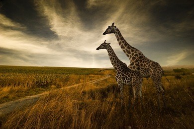 giraffes and the landscape