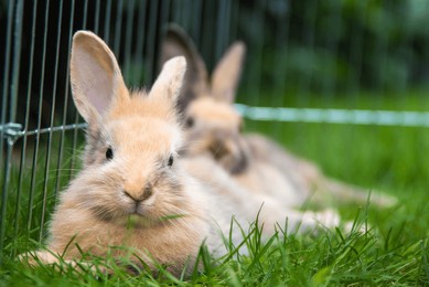 two rabbits lying on a grass in shade hiding from summer sun heat
