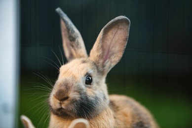 a charming closeup of a lovely rabbit highlighting its expressive features in a vibrant natural setting