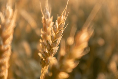 close-up of wheat ear in warm morning light with soft, blurred background of rural wheat field