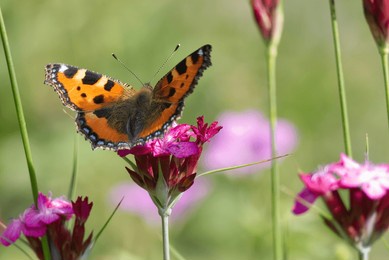small tortoiseshell butterfly (aglais urticae) sitting on a pink flower in zurich, switzerland
