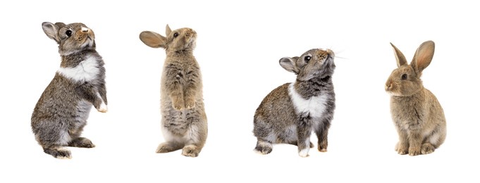 cute rabbits isolated on white background