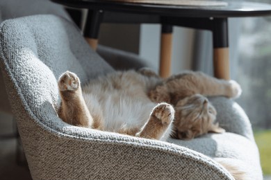 a fluffy cat is lying on its back in a soft chair, enjoying the warm sunlight streaming through the window, exuding a sense of peace and relaxation