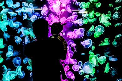moon jelly fish clear body in large aquarium tank, having different light color effects while swimming in the water on isolated black background.