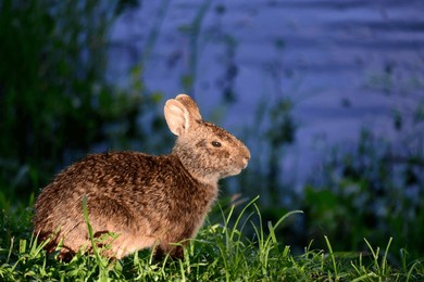 a wildlife photograph of a sylvilagus palustris rabbit. the common name of this wild animal is marsh rabbit. it is a close relative of the  sylvilagus floridanus or common cottontail rabbit. 