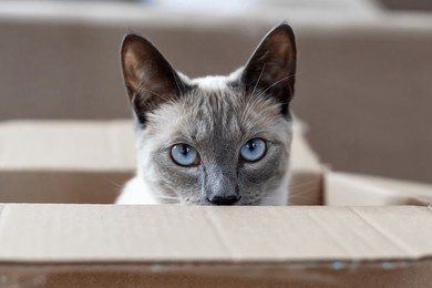 siamese cat with big blue eyes peeking from a cardboard box. perfect for pet delivery, unboxing, packaging, online shopping, logistics, curiosity, or advertising pet-related products.
