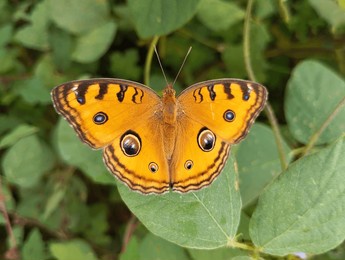 common buckeye butterfly (junonia coenia) on leaf in outdoor garden, close up view 