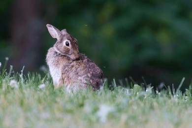eastern cottontail (sylvilagus floridanus) in summer