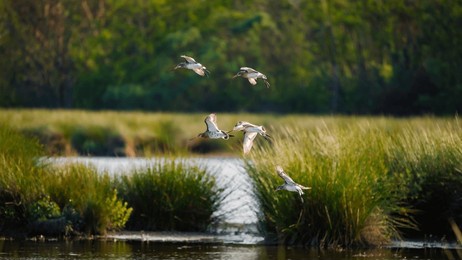 godwits landing in druridge pools nature reserve, which is close to the northumberland coast and was a former opencast mine, now a popular reserve with wildfowl and waders in the wetland