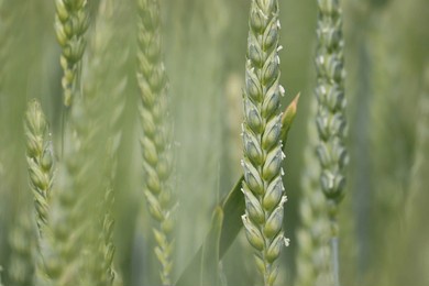 anthesis stage of winter wheat. green ears of unripe winter wheat in an agricultural field