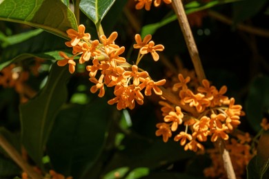 flower of fragrant olive - osmanthus fragrans var. aurantiacus - are blooming in japan.
