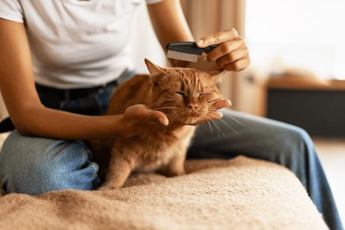 young woman sitting on bed, gently combing the fur of a ginger cat, enjoying a moment of love and care in a cozy home environment