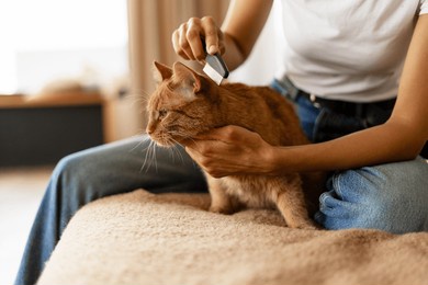 veterinary grooming a ginger cat resting comfortably on a bed at home, showcasing a loving bond between pet and owner while ensuring health and hygiene