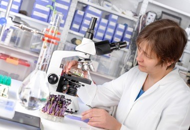 quality control. senior scientist or tech testing cress sprouts under the microscope. focus on the microscope.