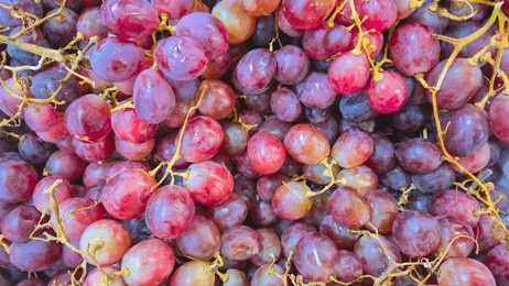 bunch of fresh red grapes, ripe and sweet grapes for sale in a market. healthy and succulent fruit.