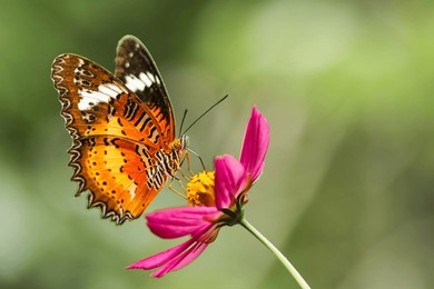 a butterfly is collecting nectar from a blooming pink cosmos flower in a garden.