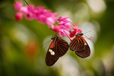 butterfly pair mating on the pin flower bloom in the nature forest habitat. heliconius melpomene, the postman butterfly from brazil. black and orange butterfly on green leaves in the tropic forest.