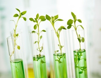genetically modified plants. plant seedlings growing inside of test tubes