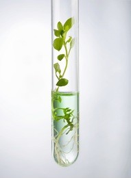 biotechnology research. seedling growing in laboratory undergoing experiment