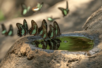 four large, striking butterflies with green and brown wings are gathered at a shallow birdbath carved into a rock, drinking water. other butterflies are visible in the background.