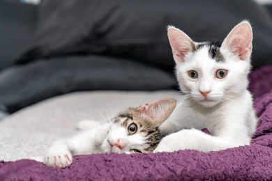 two adorable kittens cuddling on cozy blanket, cute domestic cats relaxing indoors, playful feline friendship, sweet sleepy pets, lovely baby animals, soft fur, whiskers, home comfort, love