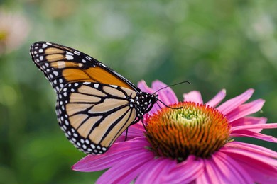 monarch butterfly on bright pink coneflower
