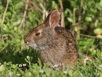 adorable marsh rabbit along the grass 