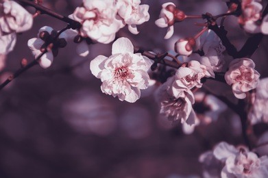 fruit tree blossoms. spring beginning background. bokeh. toned photo. selective focus and shallow depth of field.