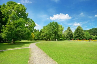 beautiful meadow in the park