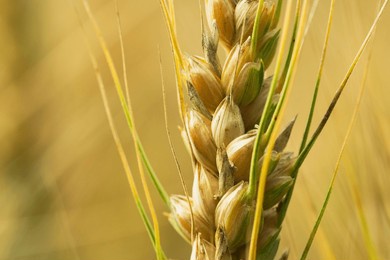 closeup photo of durum wheat spikelets in the foreground with long stems