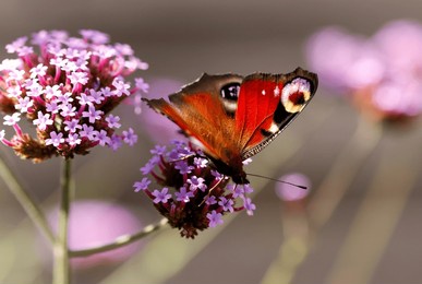 peacock butterfly feeding from a verbena flower. wildlife in a british garden.