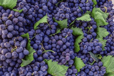 crisp and refreshing black grapes ideal for making wine or as a juicy snack high quality image ideal for use in marketing materials