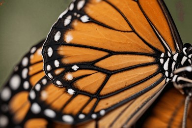 monarch butterfly wing with scale details - macro shot extreme magnification