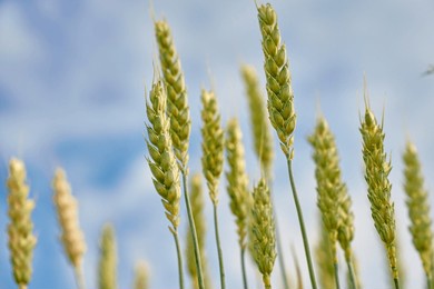 low angle view of wheat ears growing under bright summer sky. concept of natural agriculture and rural farming
