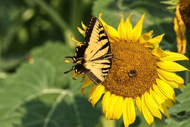 yellow swallow-tailed butterfly lit on face of giant sunflower in field.