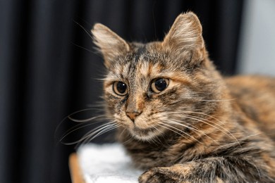 cat laying, sleeping, relaxing, looking on a soft cats shelf of a cat's house, cat tower, cat tree on top indoors. black cat laying on top of a scratching post. pet ownership, pet friend
