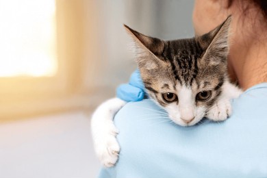 veterinarian examining pet on table in veterinary clinic, veterinary caring of a cute cat, healthcare of your pet. pet health check up. caring veterinarian examining and comforting a cat during
