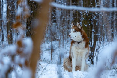 north husky dog animal theme portrait posing and looking side ways in dusk low light condition frost winter snowy forest nature environment space 