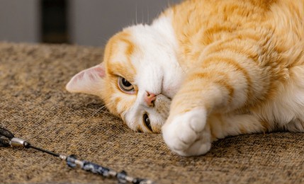 playful ginger cat rolling on textured brown carpet