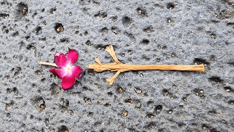 falling flower petals or tree branches look beautiful on the gray marble pavement.
